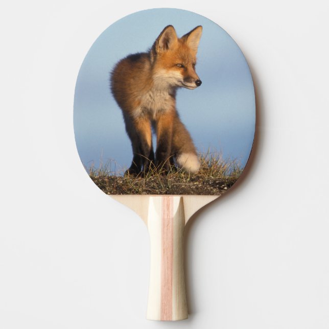 red fox, Vulpes vulpes Ping-Pong Paddle (Front)