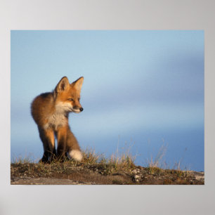 red fox, Vulpes vulpes Poster