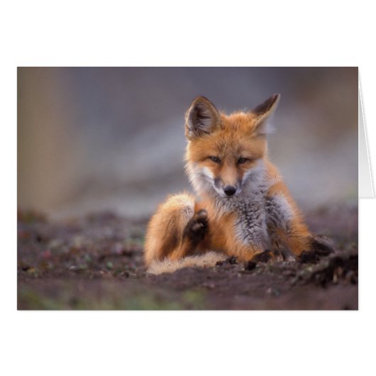 red fox, Vulpes vulpes, pup scratching itself, (Front Horizontal)
