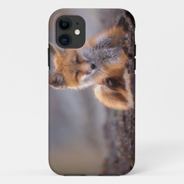 red fox, Vulpes vulpes, pup scratching itself, Case-Mate iPhone Case (Back)