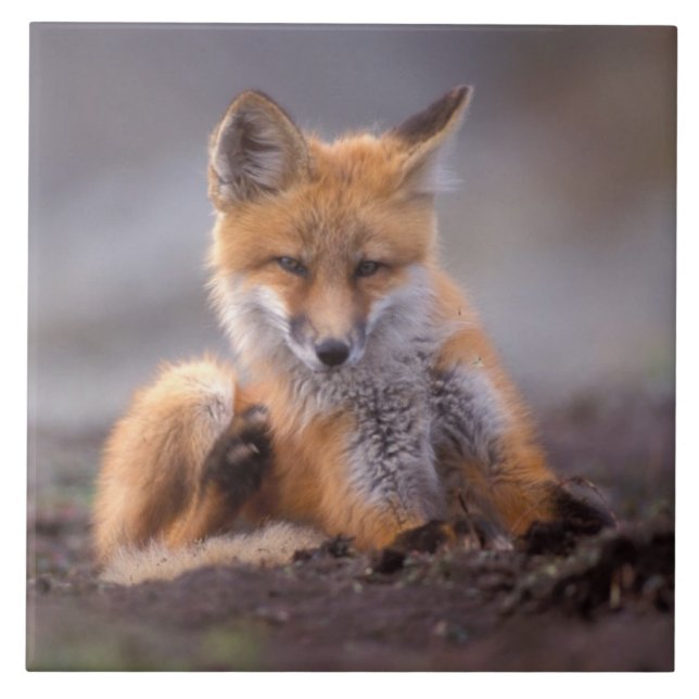 red fox, Vulpes vulpes, pup scratching itself, Ceramic Tile (Front)