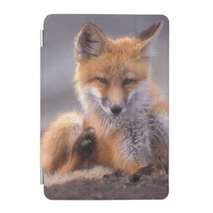 red fox, Vulpes vulpes, pup scratching itself, iPad Mini Cover