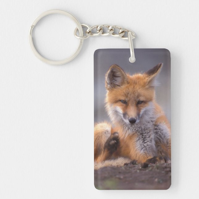 red fox, Vulpes vulpes, pup scratching itself, Keychain (Front)