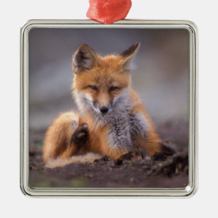 red fox, Vulpes vulpes, pup scratching itself, Metal Ornament