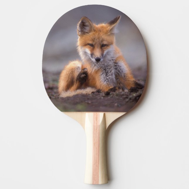 red fox, Vulpes vulpes, pup scratching itself, Ping-Pong Paddle (Front)