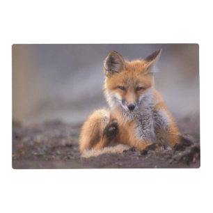 red fox, Vulpes vulpes, pup scratching itself, Placemat