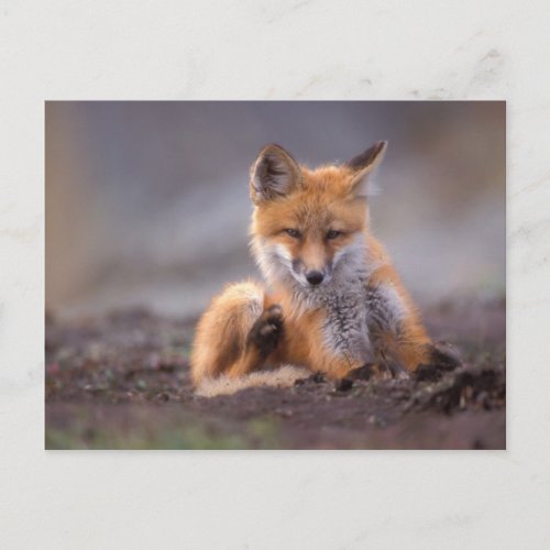 red fox Vulpes vulpes pup scratching itself Postcard