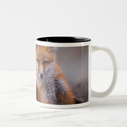 red fox Vulpes vulpes pup scratching itself Two_Tone Coffee Mug