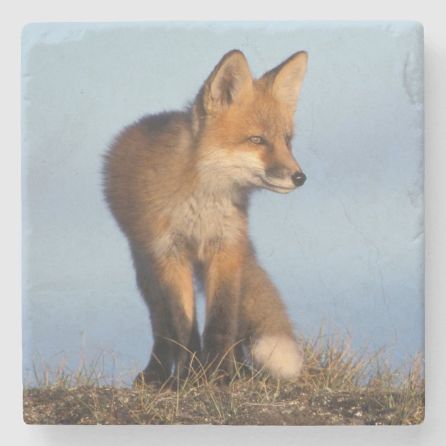 red fox, Vulpes vulpes Stone Coaster (Front)