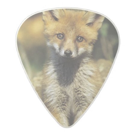 Red Fox, Vulpes Vulpes , Young At Den, Acetal Guitar Pick