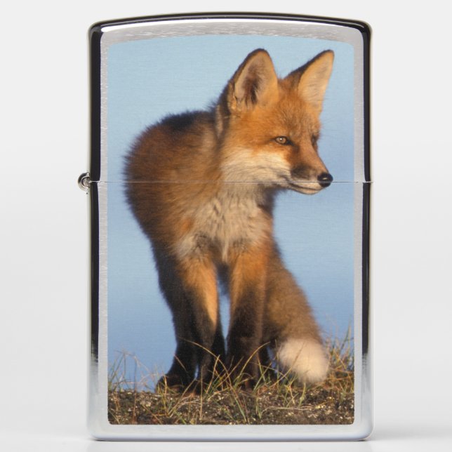 red fox, Vulpes vulpes Zippo Lighter (Front)
