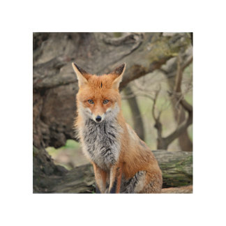 Red fox vulpes wood wall art