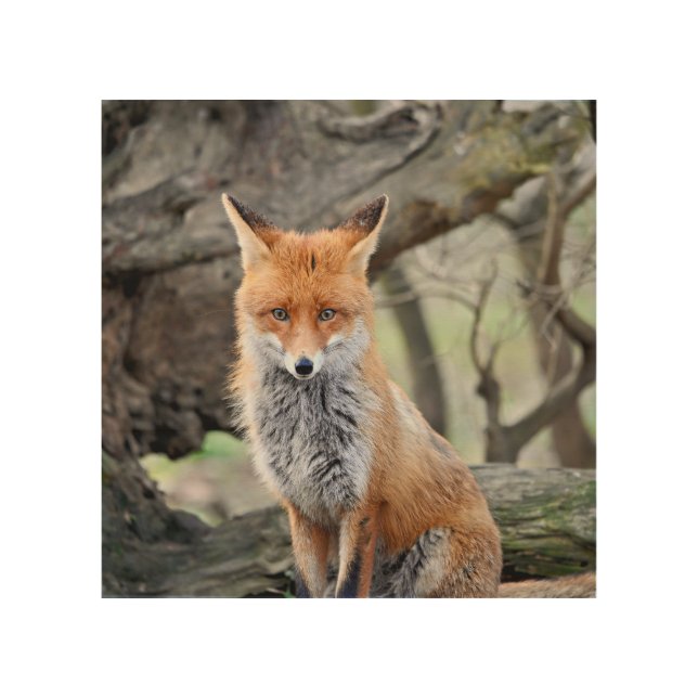 Red fox vulpes wood wall art (Front)