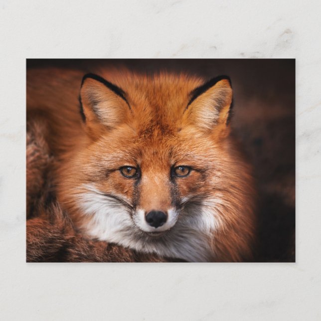 Red Fox Wild Woodland Animal Postcard (Front)