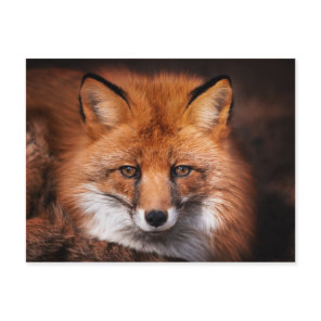Red Fox Woodland Wildlife Photography Postcard