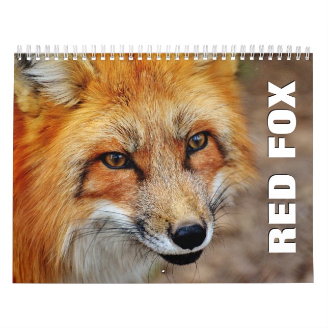 Red Foxes Wall Calendar (Cover)