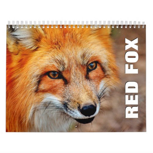 Red Foxes Wall Calendar