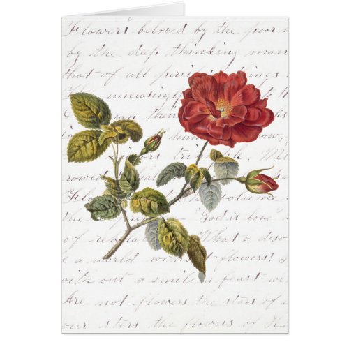 Red French Rose Text on Flowers by Clara Balfour