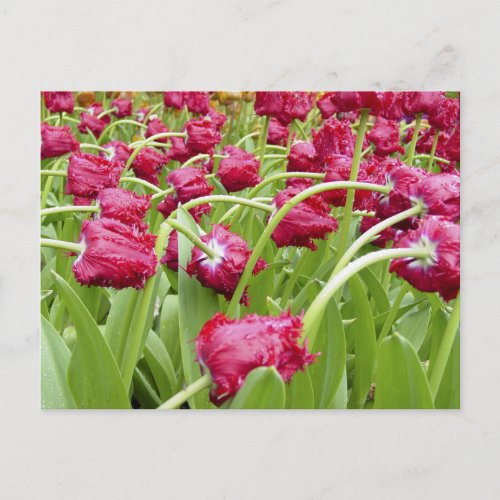 Red Fringed Tulips Postcard