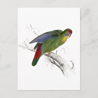 Red-Fronted Parrakeet Postcard