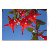 Red Fuchsia Flowers (Front Horizontal)