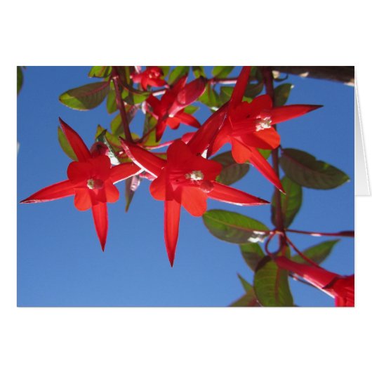 Red Fuchsia Flowers Cards (Front Horizontal)