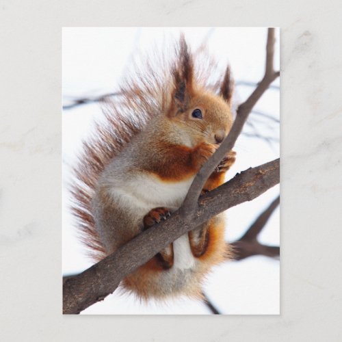 Red Furry Squirrel with a Hazelnut Postcard