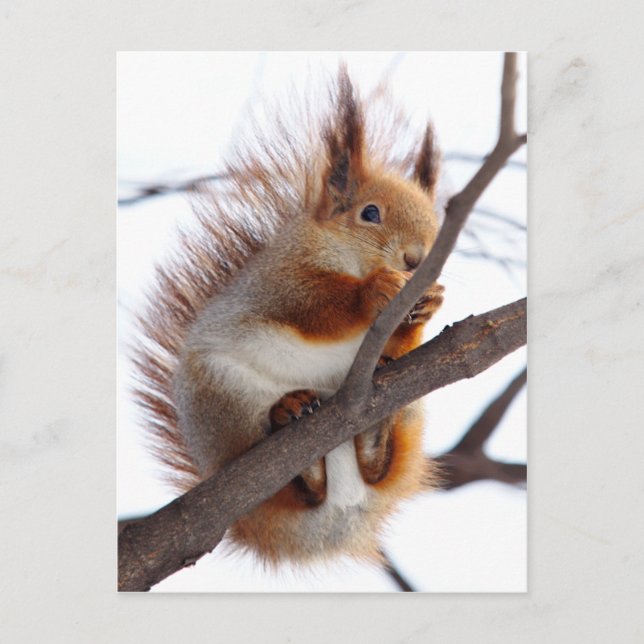 Red Furry Squirrel with a Hazelnut Postcard (Front)