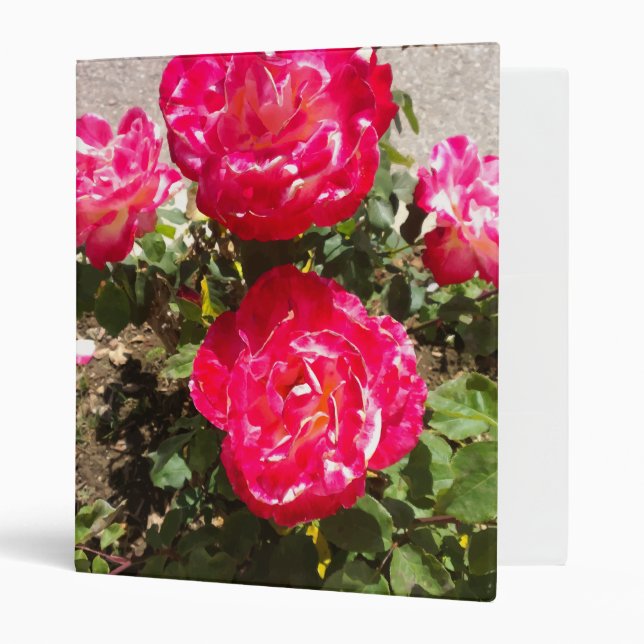 Red Garden Roses 3 Ring Binder (Front/Inside)