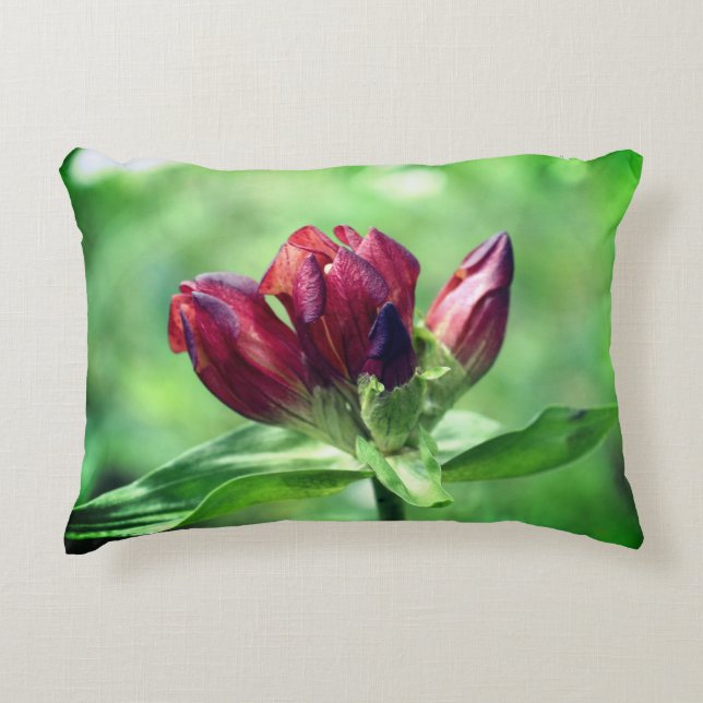 Red Gentian Flower In Bloom Close Up  Accent Pillow (Front)
