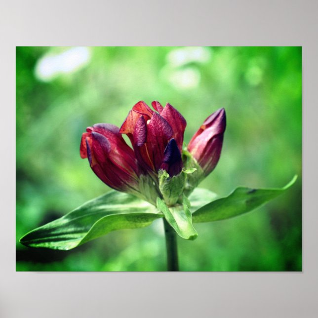 Red Gentian Flower In Bloom Close Up Poster (Front)