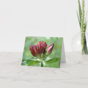 Red Gentian Flower Photography  Note Card