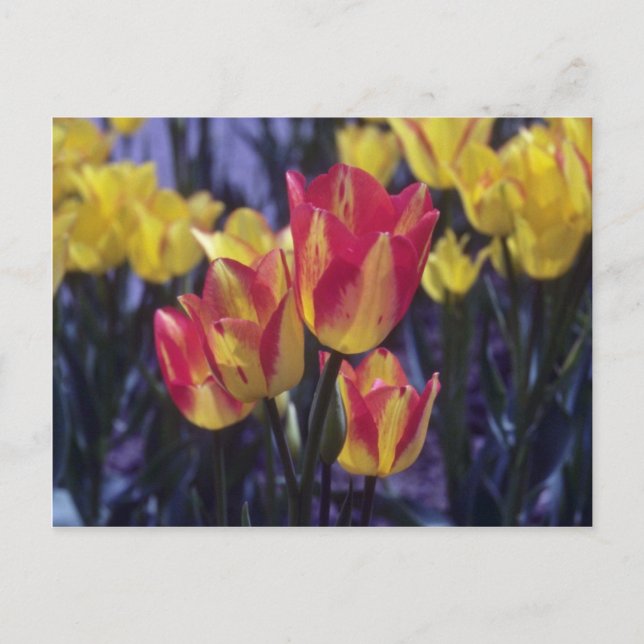 Red Georgette Tulip, (Tulipa Multoflora) flowers Postcard (Front)