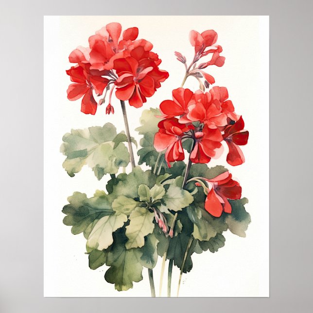 Red Geranium Flowers Art Print Poster (Front)