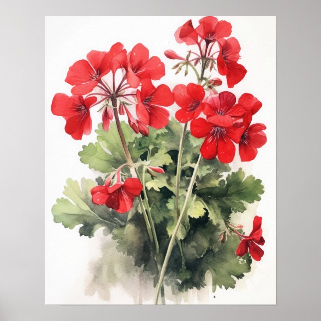 Red Geranium Flowers Art Print Poster (Front)