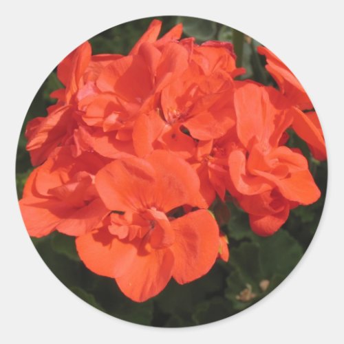 red geranium sticker