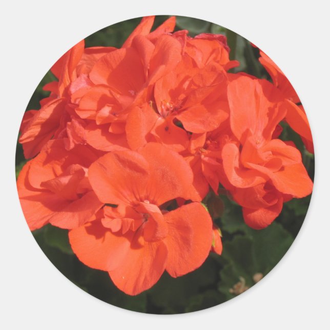 red geranium sticker (Front)