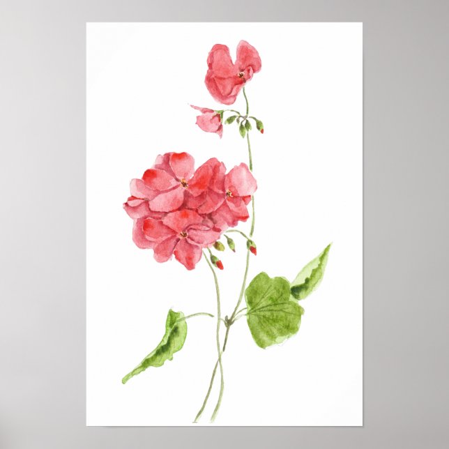 red geranium watercolour flowers  poster (Front)