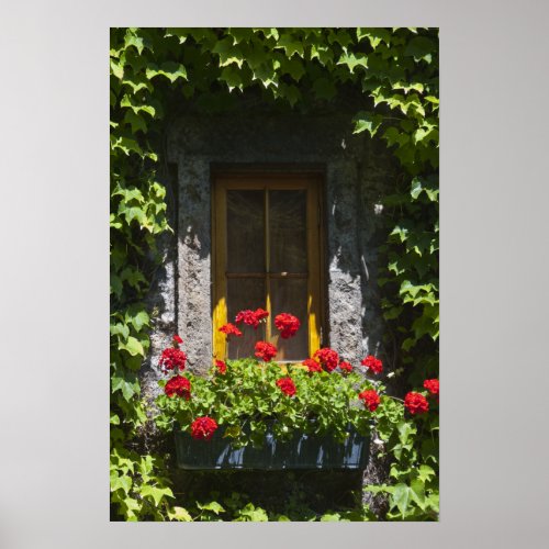 Red Geranium Window Flower Box Poster