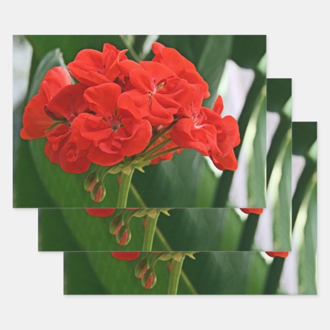 Red Geranium Wrapping Paper Sheets (Set)