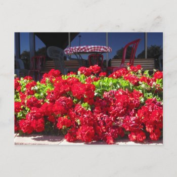 Red Geraniums Cafe Postcard by Rinchen365flower at Zazzle