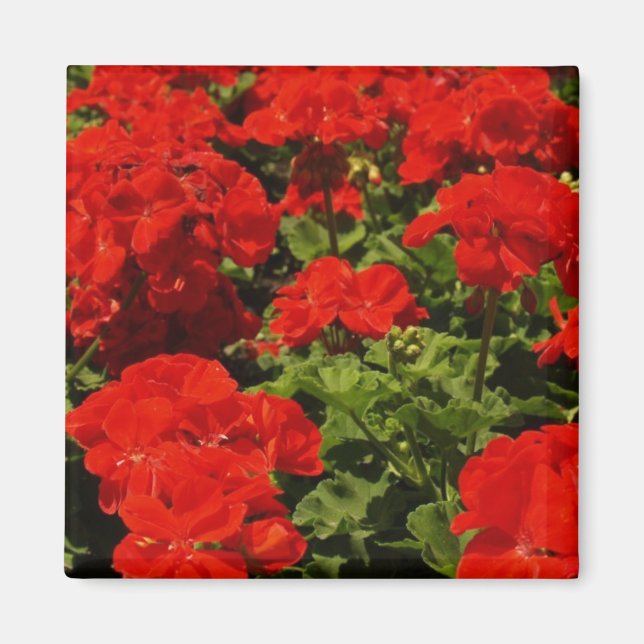 Red Geraniums Magnet (Front)