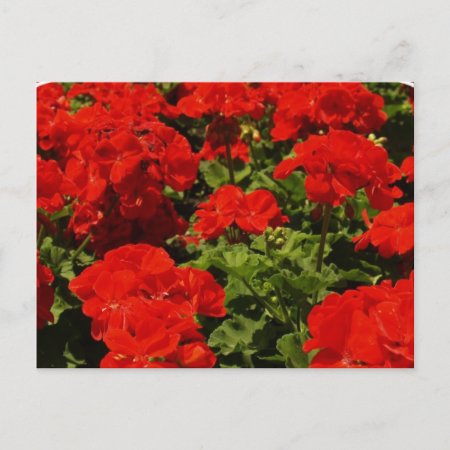 Red Geraniums Postcard
