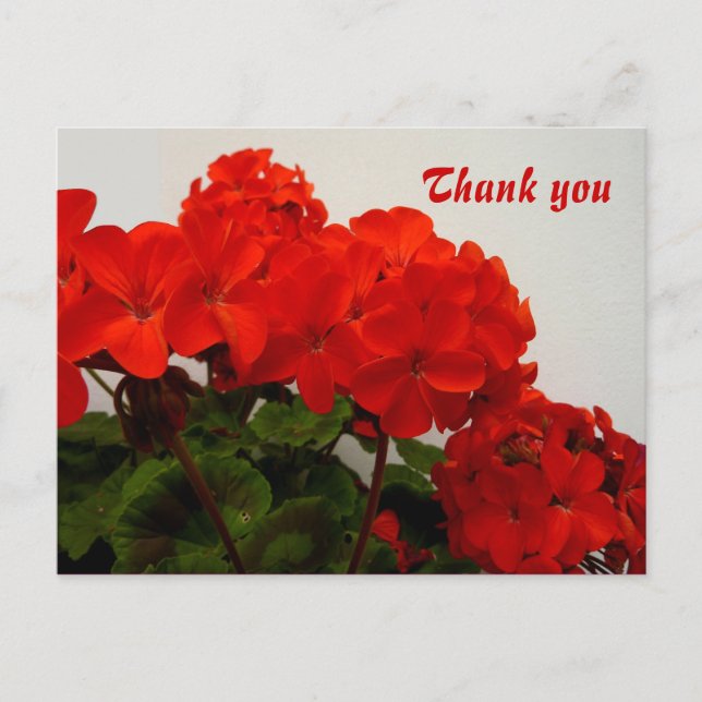 Red geraniums postcard (Front)