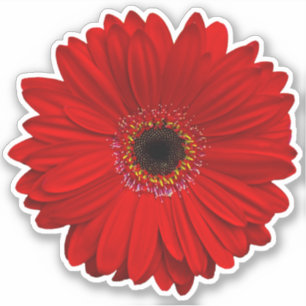 Red Gerber Daisy Flower Kiss-Cut Sticker