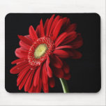Red Gerber Daisy Mouse Pad