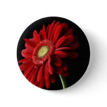 Red Gerber Daisy Pin