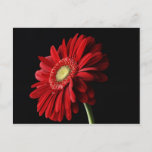 Red Gerber Daisy Postcard