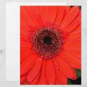 Red Gerbera (Front/Back)