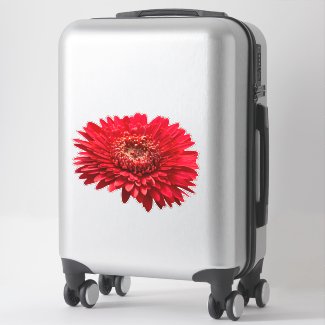Red Gerbera Daisies close-up photography